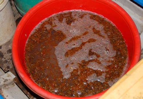 Chợ đầu mối cá đồng họp lúc nửa đêm ở miền Tây - 12