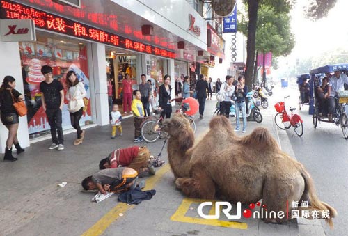 TQ: Chặt cụt chân lạc đà để dắt đi ăn xin - 3