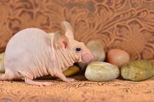 Những động vật “trụi lông, rụng tóc” kỳ lạ - 9