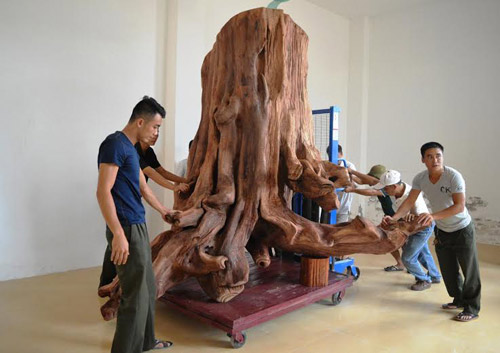 Quảng Bình: Trưng bày gốc sưa khủng tiền tỷ - 2