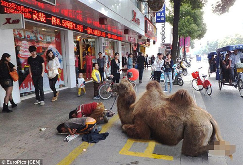 Thanh niên dắt lạc đà bị tật quanh phố để xin tiền - 1