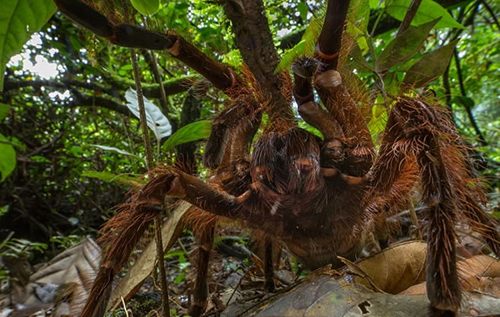 Phát hiện nhện "khổng lồ" lớn nhất thế giới - 1