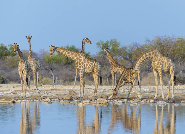 2. Namibia: Là một quốc gia châu Phi nổi tiếng bởi vẻ đẹp thiên nhiên&nbsp;hoang dại. Đến Namibia du khách sẽ được tận mắt trông thấy nhiều loài động vật hoang dã quý hiếm.
