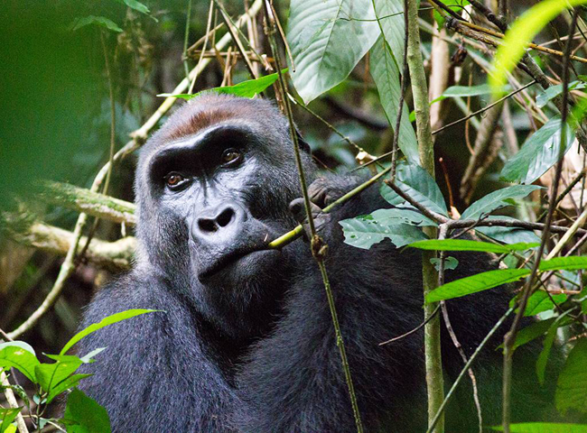 6. Cộng hòa Congo: Với hai trong số các khu bảo tồn nguyên sơ nhất lục địa, quốc gia châu Phi này hứa hẹn sẽ là một lựa chọn lý tưởng trong cuộc hành trình của bạn. Congo đang&nbsp;trở thành một điểm nóng về du lịch, thu hút đông đảo du khách trên khắp thế giới.&nbsp;
