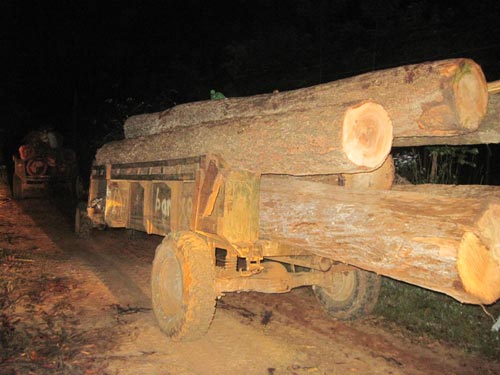 Bắt 4 xe vận chuyển gỗ lậu trong đêm - 1