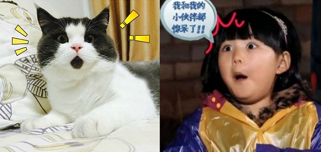 Một chú mèo lông ngắn đang thu hút được rất nhiều sự chú ý với biểu hiện khuôn mặt của mình. Trong ảnh là biểu cảm được so sánh với con gái của MC Trung Quốc Lý Tương - Vương Thi Linh. Cô bé từng tham gia show thực tế Bố ơi mình đi đâu? 
