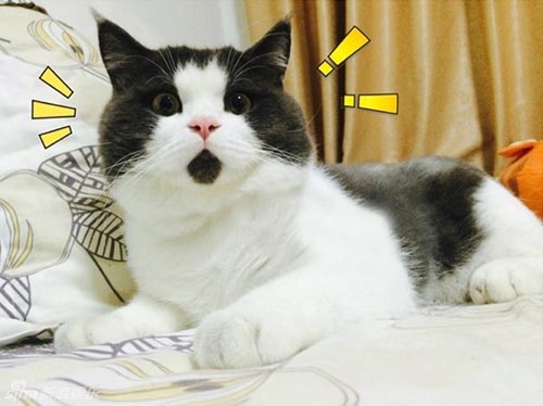 5 chú mèo “nổi như cồn” nhờ biểu cảm khác lạ - 1