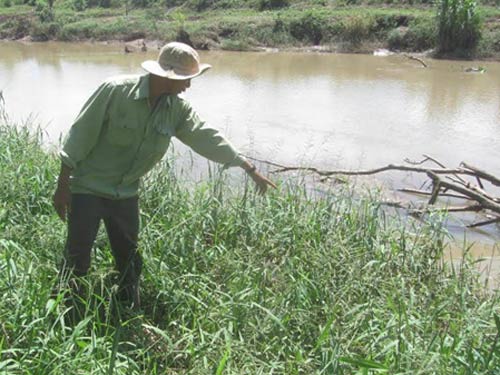 Bò tót về làng, dân Bình Thuận hốt hoảng - 2