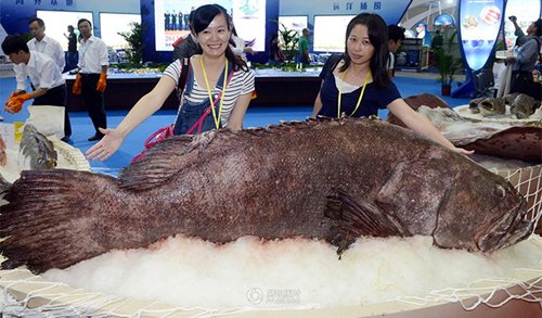 Phát hiện cá mú khổng lồ nặng 190kg - 1