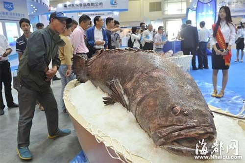 Phát hiện cá mú khổng lồ nặng 190kg - 3