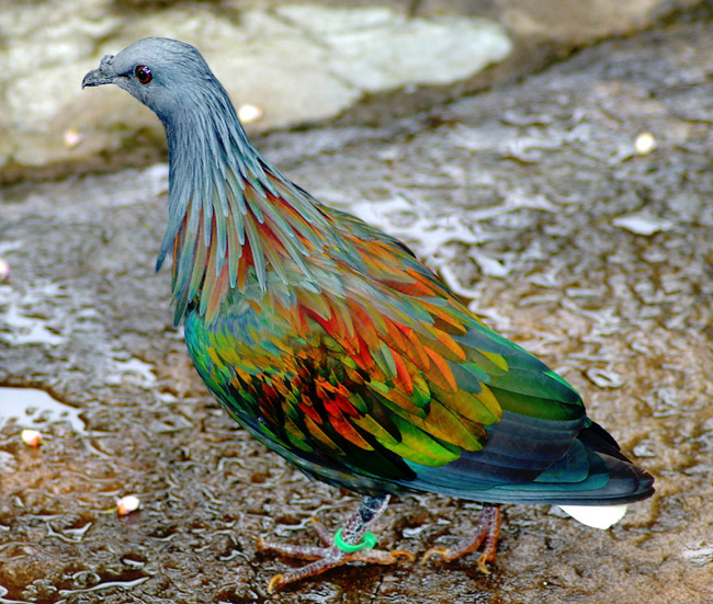 Chim bồ câu Nicobar với bộ lông sặc sỡ sắc màu khác với màu lông của bồ câu bình thường.
