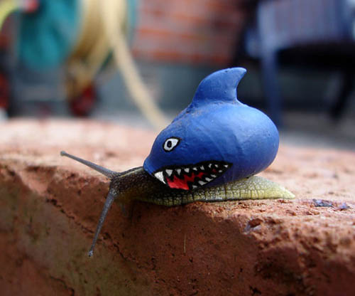 Những chú ốc sên mặc "áo khoác" độc đáo - 14