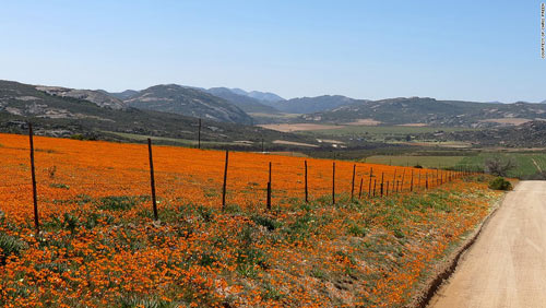 Thiên đường hoa ở những miền đất khô cằn Nam Phi - 1