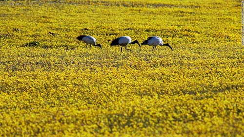 Thiên đường hoa ở những miền đất khô cằn Nam Phi - 5