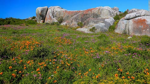 Thiên đường hoa ở những miền đất khô cằn Nam Phi - 6