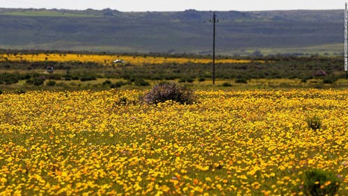 Thiên đường hoa ở những miền đất khô cằn Nam Phi - 7