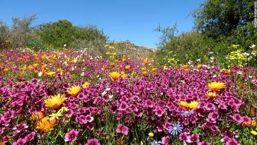 Thiên đường hoa ở những miền đất khô cằn Nam Phi - 8