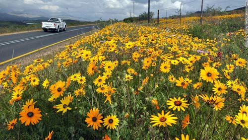 Thiên đường hoa ở những miền đất khô cằn Nam Phi - 9