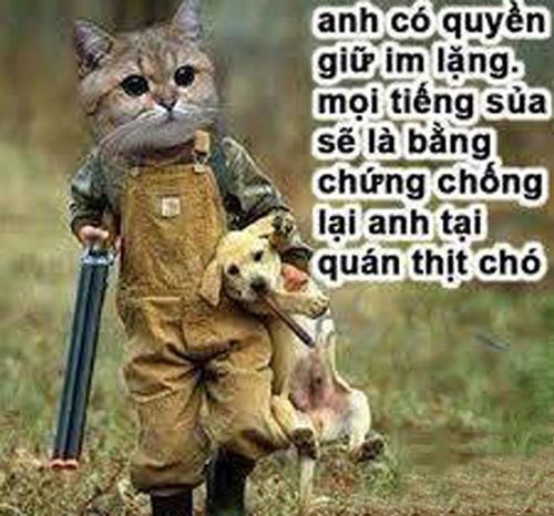 Sự ngược đời mối quan hệ chó-mèo - 2