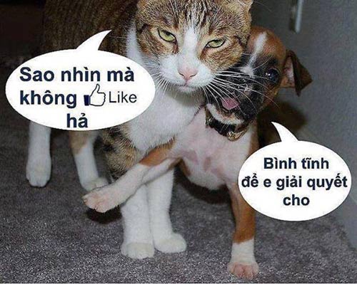 Sự ngược đời mối quan hệ chó-mèo - 3