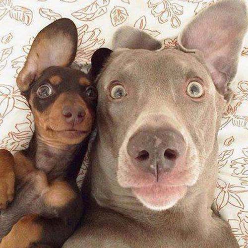 Chó có thể tự sướng như con người, và hình ảnh một chú chó tươi cười \'selfie\' sẽ khiến bạn bật ngửa cười.