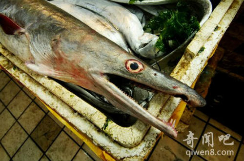 Giật mình vì chú lươn "khổng lồ" dài 2 mét - 7