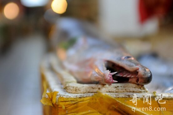 Giật mình vì chú lươn "khổng lồ" dài 2 mét - 8