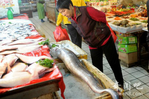 Giật mình vì chú lươn "khổng lồ" dài 2 mét - 4