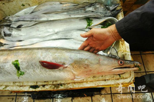 Giật mình vì chú lươn "khổng lồ" dài 2 mét - 3