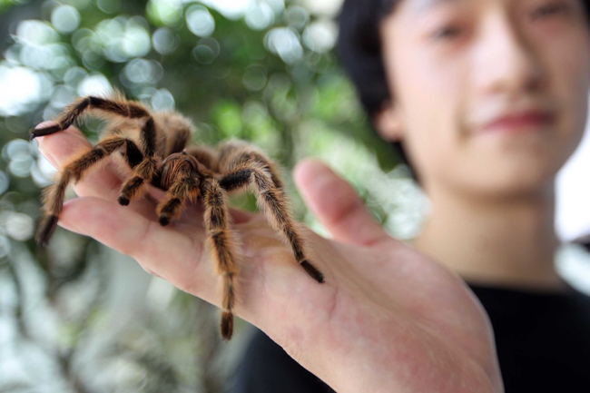Cô gái Tiểu Minh Dương ở Quang Châu đang khoe con nhện nâu trên tay mình.


