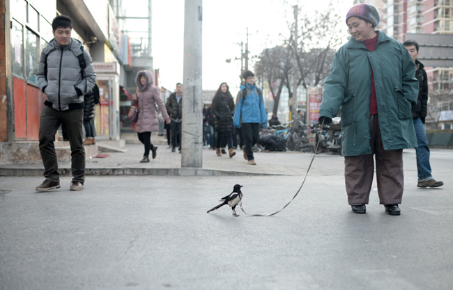 Một người đàn bà ở quận Hải Điền, Bắc Kinh luôn có thói quen “dắt” chú chim Magpies của mình đi dạo trên phố mỗi buổi sáng.


