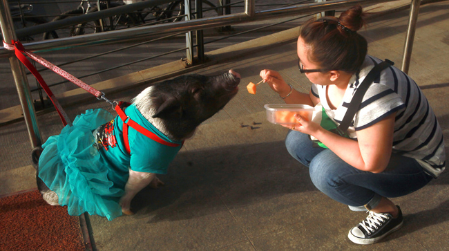Một cô gái đang cho chú lợn ăn trên đường phố Bắc Kinh.


