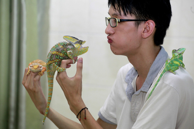 Anh chàng họ Trần đang mải trò chuyện bên hai con vật nuôi độc của mình là tắc kè hoa tại Liễu Châu, Quảng Tây.


