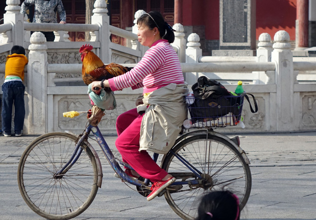 Cô Phùng Tú Anh đang chở chú gà trống đi dạo phố trên chiếc xe đạp “cà tàng” ở Trịnh Châu.


