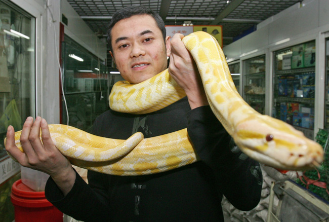 Một con trăn vàng dài 2,6 m đang quấn quanh cổ một người đàn ông ở thành phố Hàng Châu, Tuy nhiên, ông không tỏ ra sợ hãi mà lại rất thích thú với con trăn đặc biệt này.


