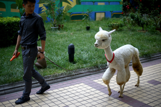 Chàng trai Chu Chánh Diệu ở Tây An đang dắt con lạc đà Nam Mỹ có tên gọi Jun Jun, 11 tháng tuổi đi dạo.


