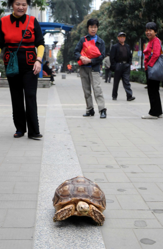 Bà Lôi đi dạo bên chú rùa trên đường phố khiến nhiều người chú ý.


