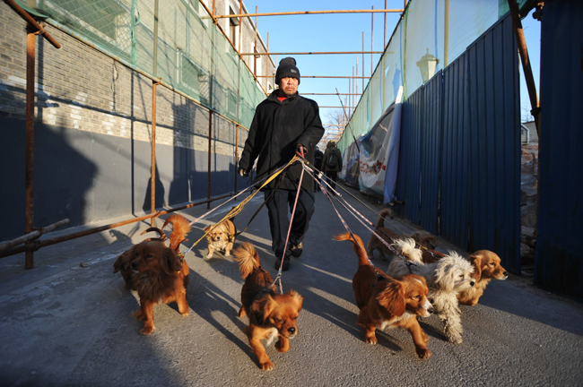 Người đàn ông dắt theo 8 chú chó đi dạo trong một con hẻm ở Bắc Kinh.


