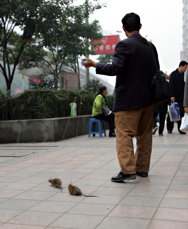 Người đàn ông này lại có sở thích “dắt” hai chú chuột cưng đi dạo trên phố tại Trùng Khánh.


