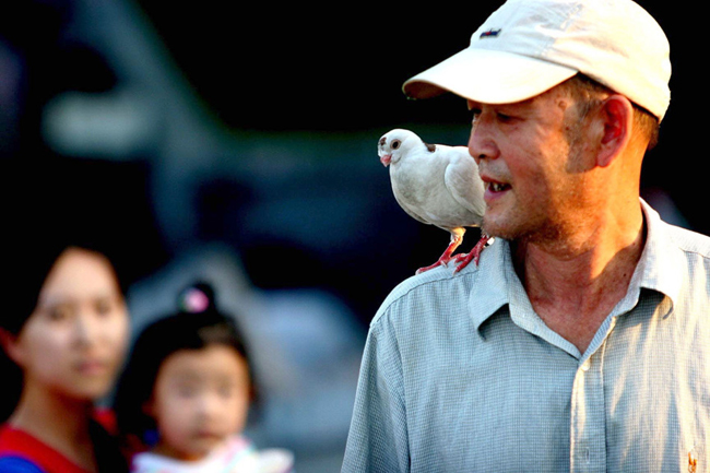 Người đàn ông ở quận Triều Dương, Bắc Kinh này lại coi chim bồ câu như một người bạn tri kỷ với mình.


