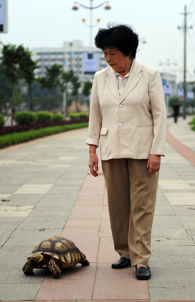 Người phụ nữ đang cùng tản bộ với chú rùa thân thiết.


