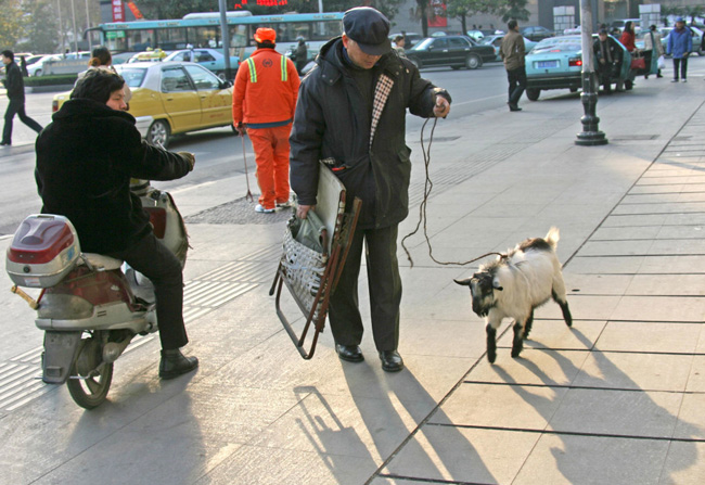 Ông và chú cừu của mình đi dạo trên phố gây sự tò mò của nhiều người qua lại.


