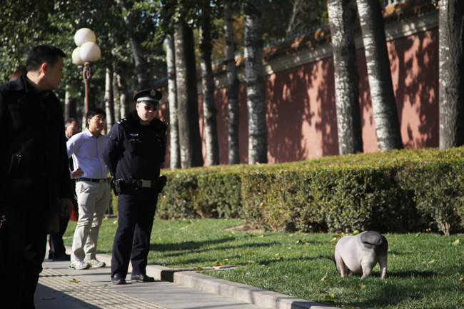 Vì không tìm thấy chủ sở hữu của chú lợn này, nên một viên cảnh sát được giao nhiệm vụ trông coi để ngăn nó chạy vào Đại lộ Trường An.


