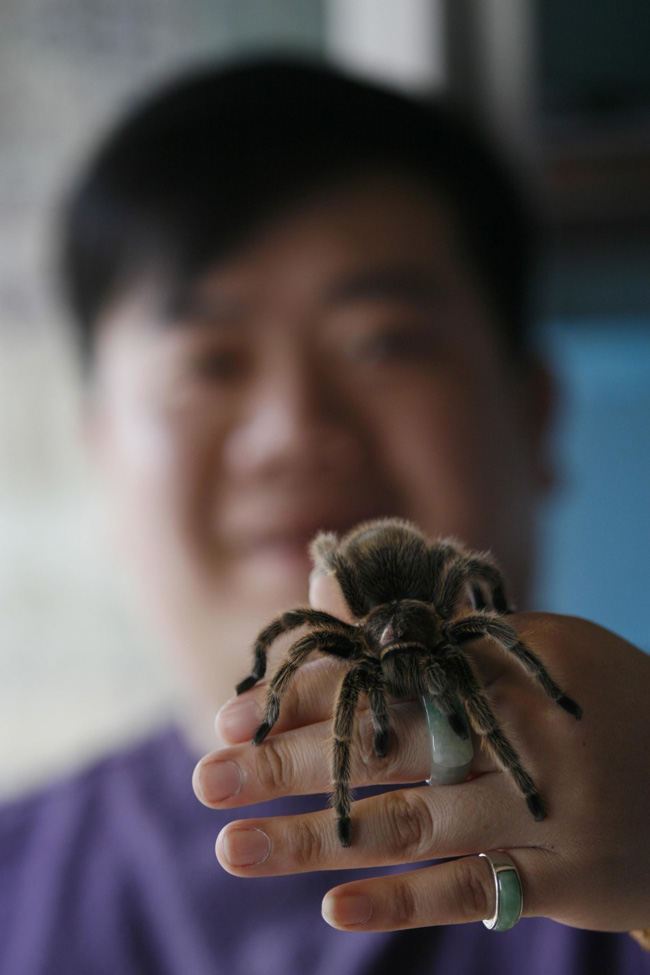 Trần Cao Lôi ở Thiên Tân khoe chú nhện nâu


