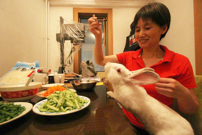 Chú thỏ này được phép ngồi vào bàn ăn cùng chủ nhân của chúng.



