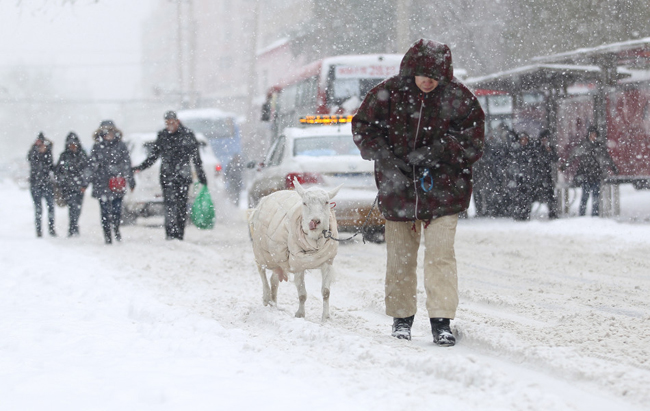 Dù tuyết ngoài trời đã rơi, song người đàn ông này vẫn giữ thói quen đưa vật nuôi yêu quý của mình đi dạo.

