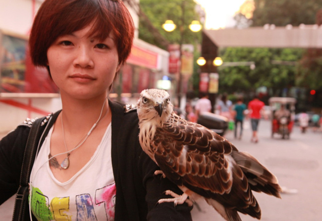 Cô gái xinh đẹp đang khoe “thú nuôi” chim ưng của mình trên tay.



