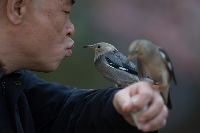 Người đàn ông này đang “tâm sự” cùng những chú chim của mình tại thành phố Trường Xuân, tỉnh Cát Lâm.



