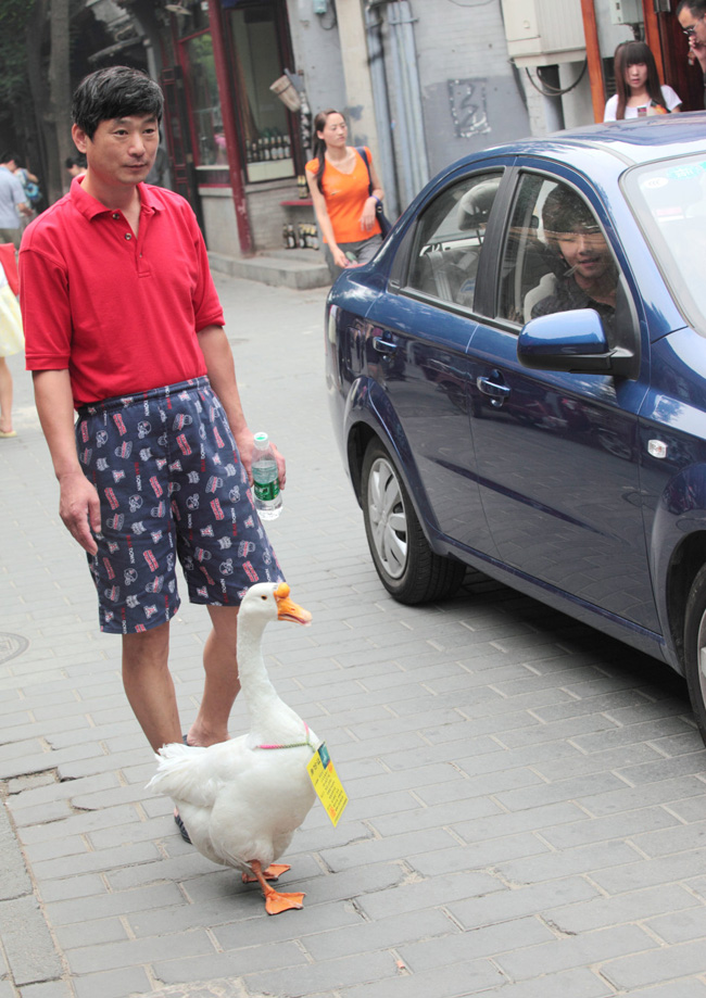 Người đàn ông này thong dong đi dạo bên chú ngỗng của mình trên đường phố Bắc Kinh.



