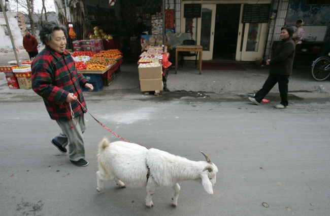 Chú dê Dương dương đang đi dạo cùng “mẹ” trên phố Hàng Châu.


